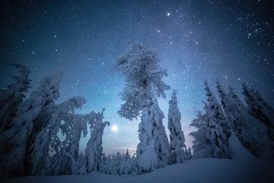 Starry sky over forest in winter, Finland