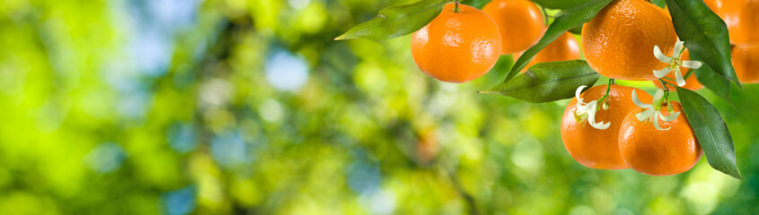 image of ripe sweet tangerine closeup