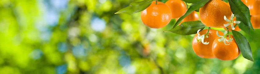 Zelfklevend Fotobehang image of ripe sweet tangerine closeup © cooperr