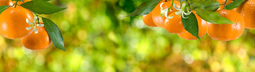 image of ripe sweet tangerine closeup