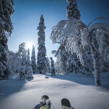 Snow covered trees in lapland 