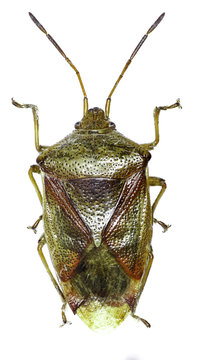 Birch Shield Bug on white Background  -  Elasmostethus interstinctus (Linnaeus, 1758)