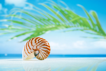 nautilus shell on wet white glass with reflection