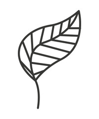 nature leaf  isolated icon design