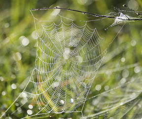 spider web with water drops