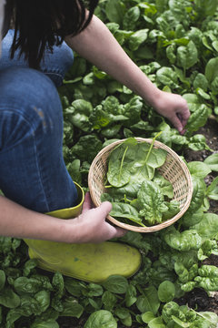 Picking spinach in a home garden. Bio spinach