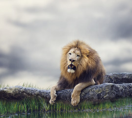 Lion on a Rock