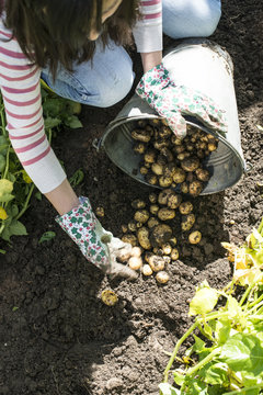 Harvesting potatoes