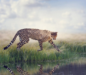 Cheetah near pond