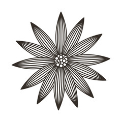 sunflower isolated icon design