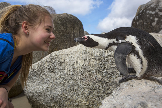 South Africa, Capetown, teenage girl and african penguin, Spheniscus demersus
