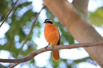 White-browed robin-chat (Cossypha heuglini) in Queen Elizabeth National Park, Uganda

