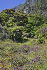 Sub-tropical vegetation near Cathedral Cove.