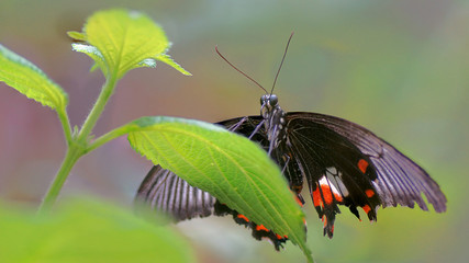 Beautiful tropical butterfly