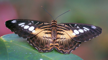 Tropischer Schmetterling