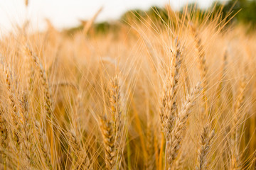 Ears of golden wheat on the field close up. Beautiful Nature Sunset Landscape. Rural Scenery under Shining Sunlight. Rich harvest Concept