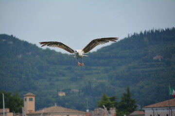 Möwe im Flug vor einem Berg, Frontalansicht