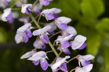 white and purple wisteria blooms