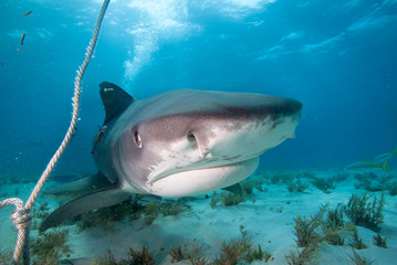 A close up of a tiger shark under boat.