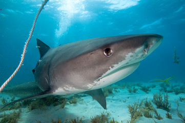 Fototapeta premium A close up of a tiger shark under boat.