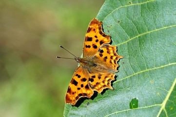 Obraz premium C Falter