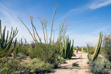 Father and son are walking along the trail in Organ Pipe Cactus