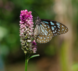 Broad Blue Tiger Butterfly collecting nectar on the flower.