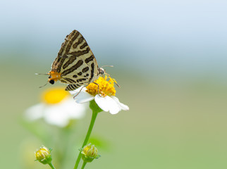 Long-banded  Silverline butterfly collecting nectar on wild grass flower with blue sky background