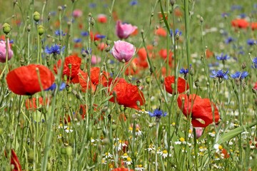 Feld mit Schlafmohn, Klatschmohn, Kamille und Kornblumen