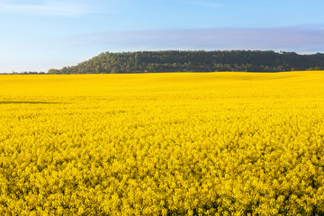 Obraz premium Flowering rape field