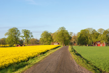 Fototapeta na wymiar Dirt road in countryside