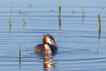 Great Crested Grebe in spring