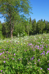 Fototapeta premium Summer meadow