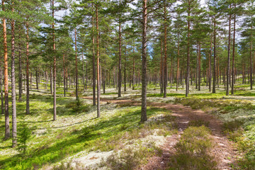 Old drive road in the woods