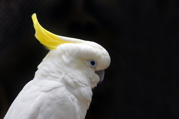 Australian cockatoo