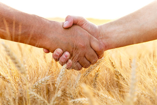Farmers handshake over the wheat corp, close up.