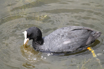 Adult Eurasian coot (Fulica atra) wild bird
