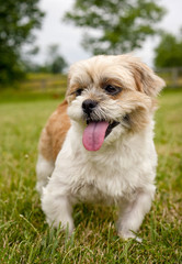 Sweet little Shih-Tzu dog standing on green lawn, close up, vertical