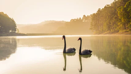 Fototapeten black swan In a ponds © tuey_tuey