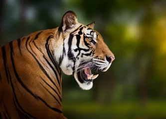 Crédence en verre imprimé Tigre Siberian tiger