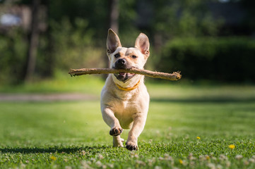 Cute dog playing with a stick
