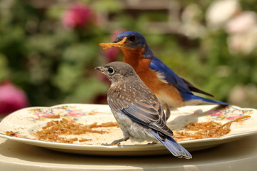 Eastern Bluebird Fledgling at meal worm feeder.