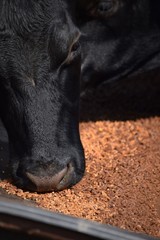 Fototapeta premium Cow Eating