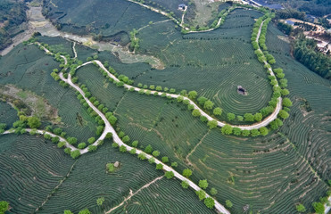 Aerial photography on top of the mountain tea garden landscape