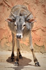 Zebu