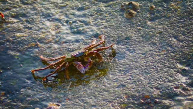 Video 1080p - Grapsus tenuicrustatus. Crab feeds on the surface of the rock
