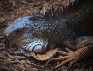 Iguana
