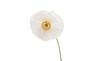 Fototapeta premium poppies