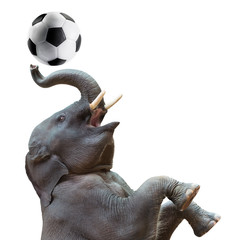 Éléphant jouant au football