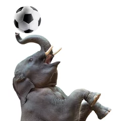 Papier Peint photo Éléphant Éléphant jouant au football